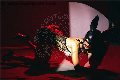 Foto Annunci Vip Transescort Modena Vanessa Hilton 3245846577 - 129